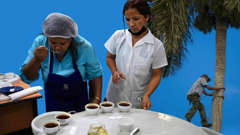 ¿Café mezclado con palmiche en las bodegas de Cuba?