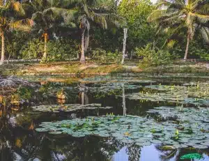 El día que Fidel Castro quiso secar la Ciénaga de Zapata para sembrar arroz