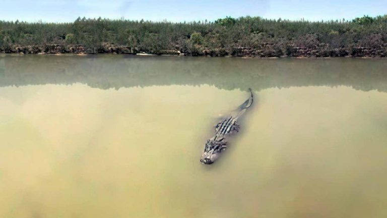 ¡Alerta migrantes cubanos!: avistan cocodrilos en el Río Bravo