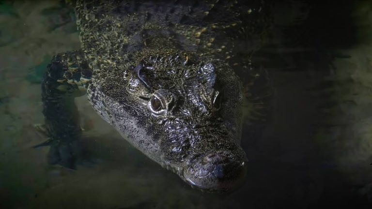 Autoridades informan que el cocodrilo del río Sagua no ha podido ser capturado (+Video)