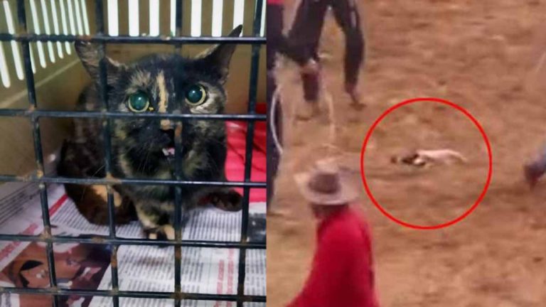 ¿Qué pasó con el gato que sufrió maltrato animal en un rodeo de Cuba?
